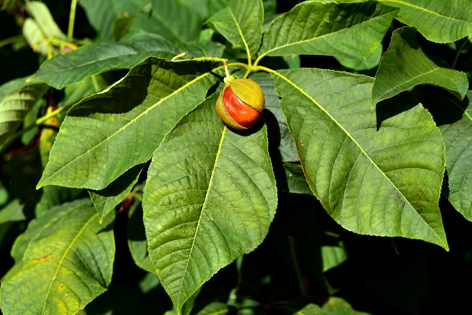 Bush toxic not edible
