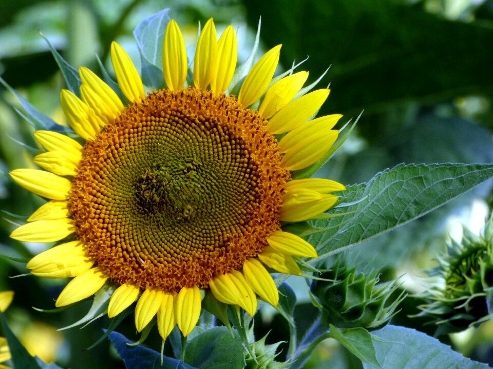 Yellow summer petals