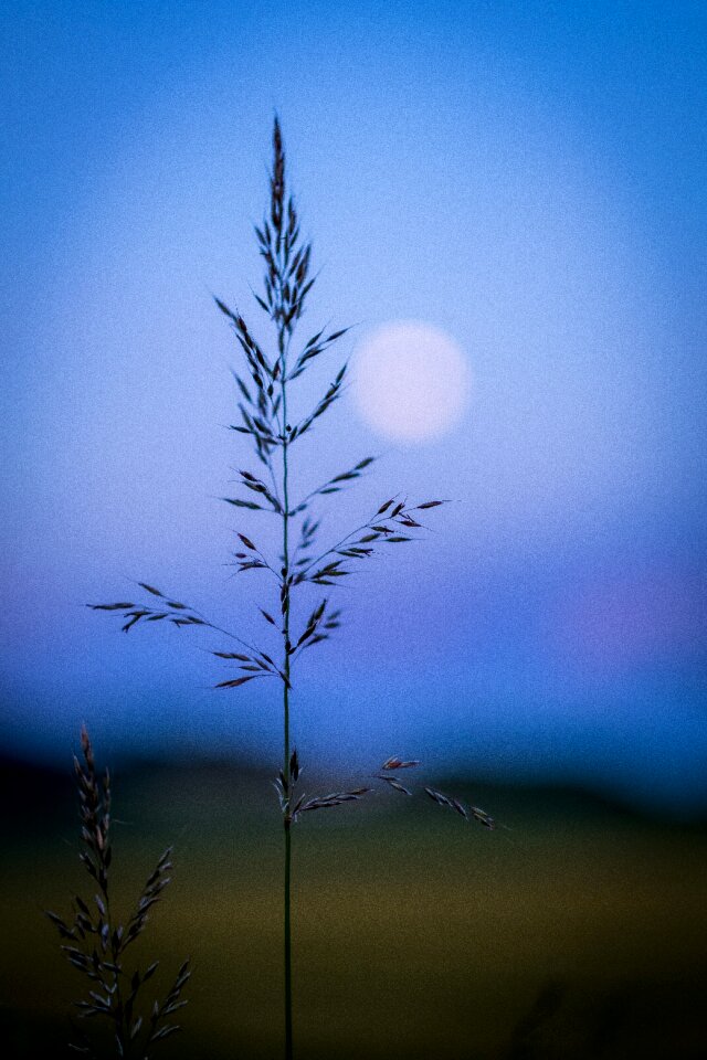 Spring green grass ear