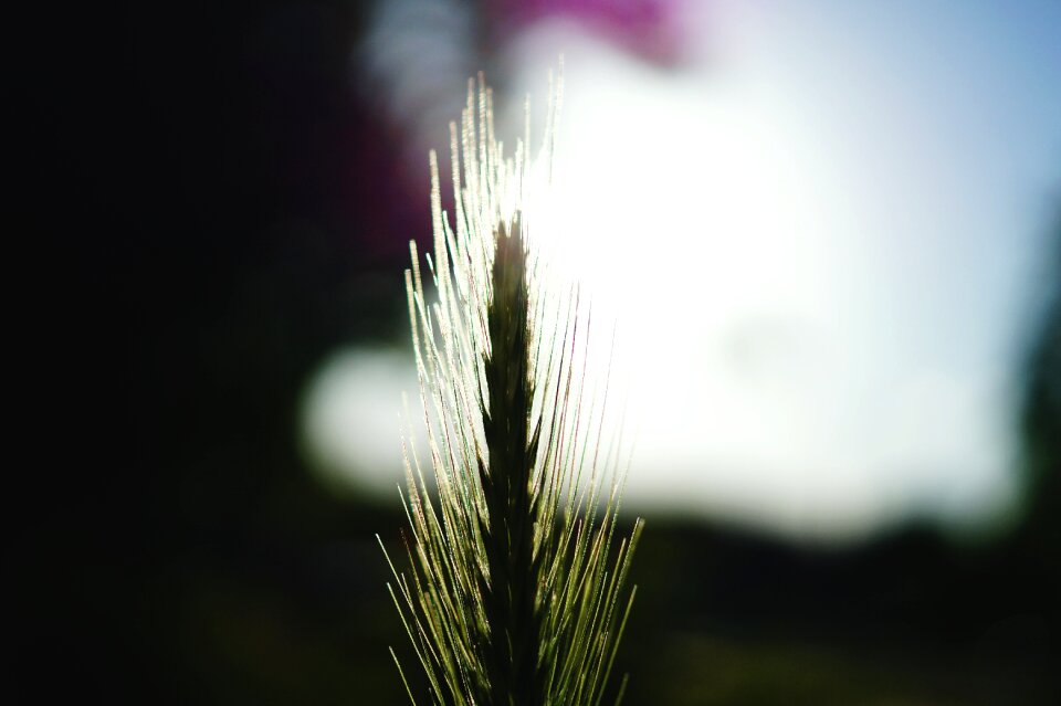 Nice blooming fresh