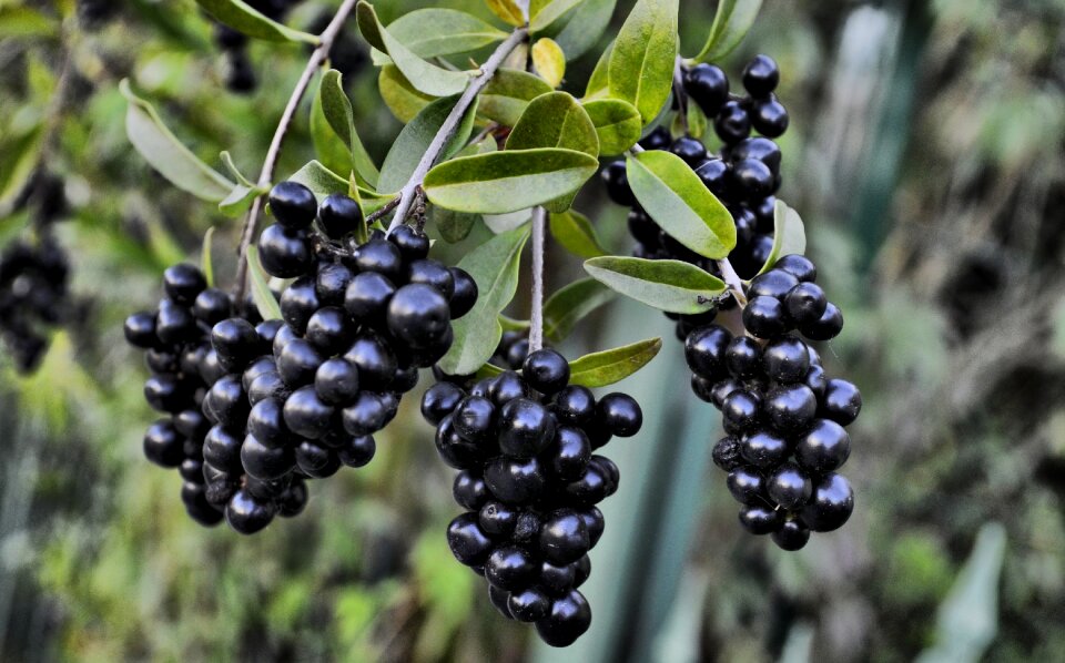 Nature garden foliage