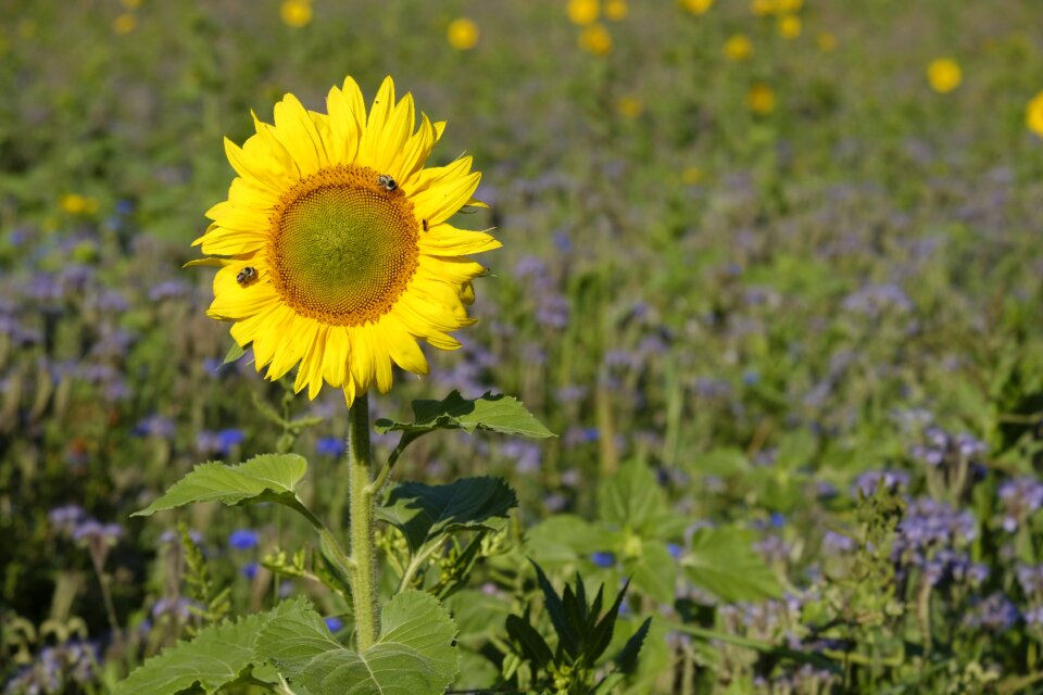 Flowers wildflowers flower meadow