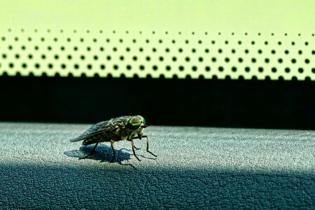 The eyes of insects common gadfly in the car
