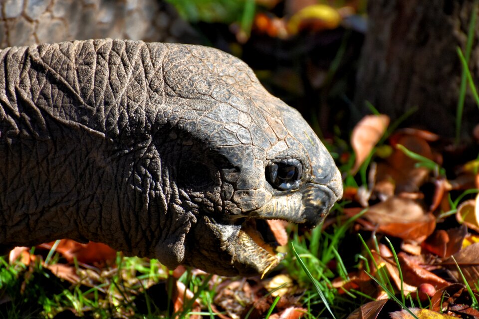Panzer zoo turtle