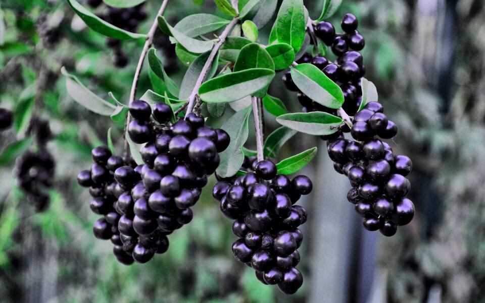 Plant garden foliage
