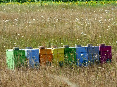 Nature beekeeping pollen