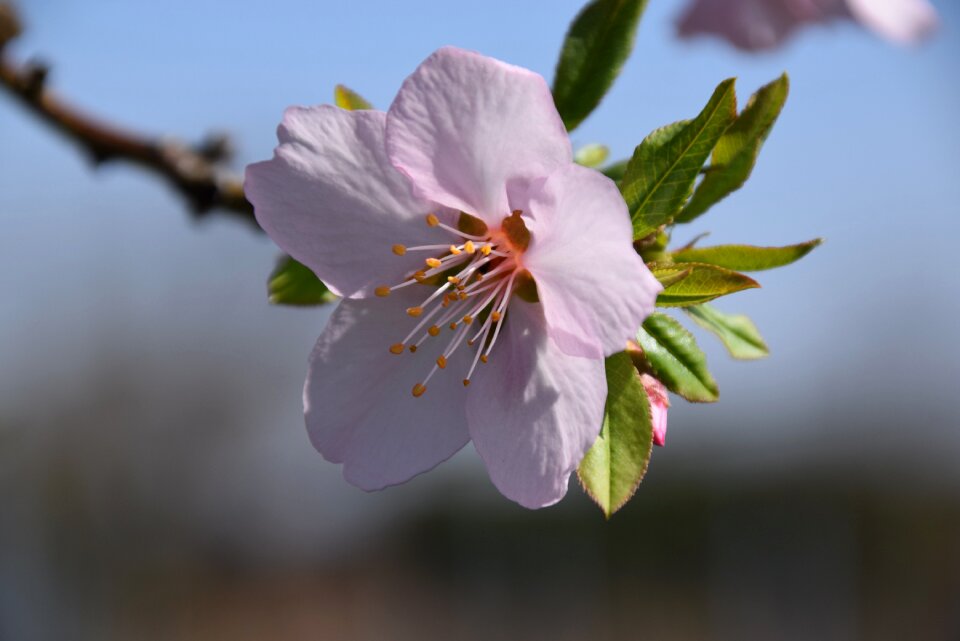 Almond blossoms spring nature