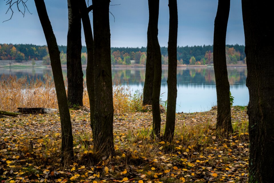 Foliage landscape peace of mind
