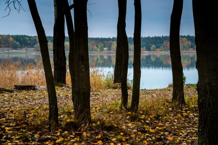 Foliage landscape peace of mind