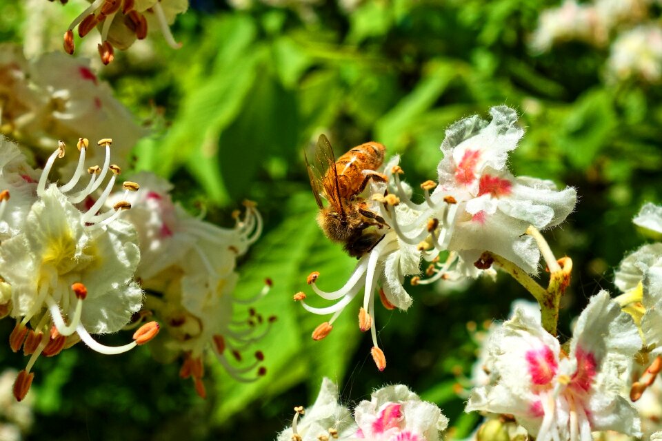 Animal feeding flower