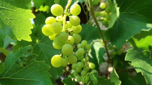 Nature summer viticulture