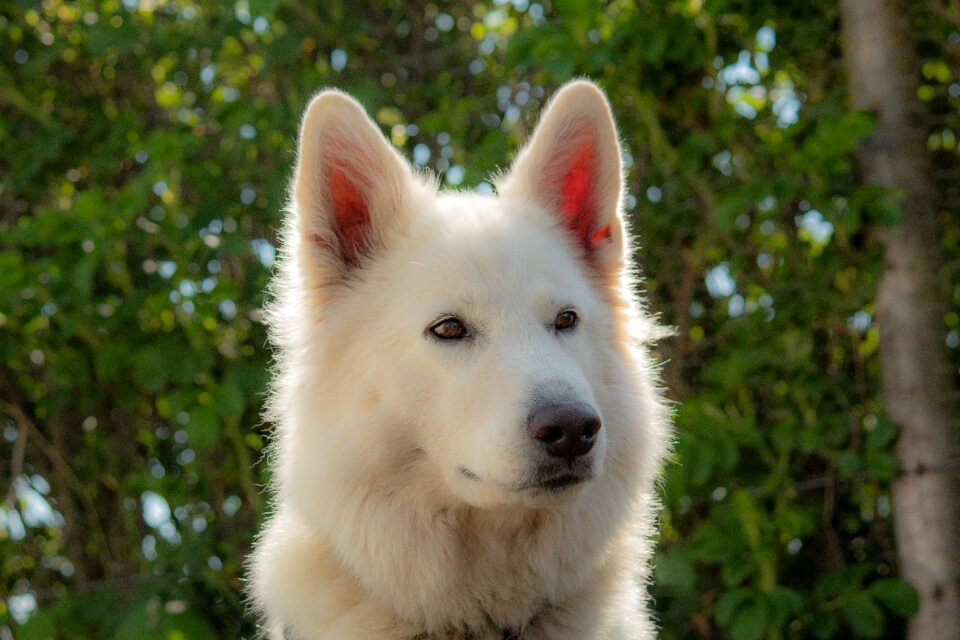 Forest landscape dog