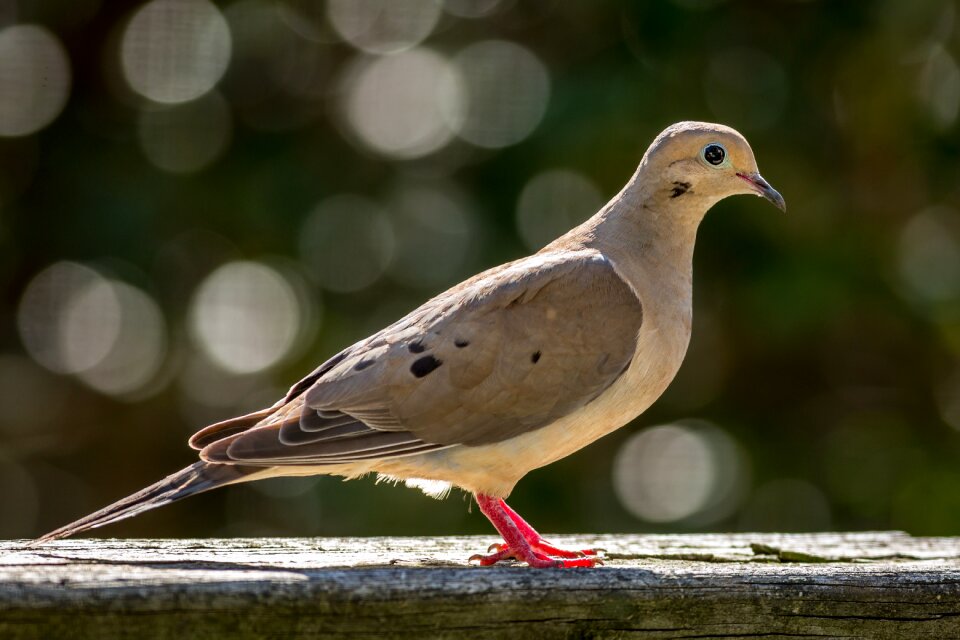 Mourning dove bird wildlife