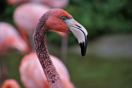 Beak birds wild