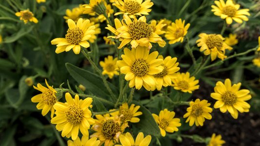 Yellow flower yellow summer