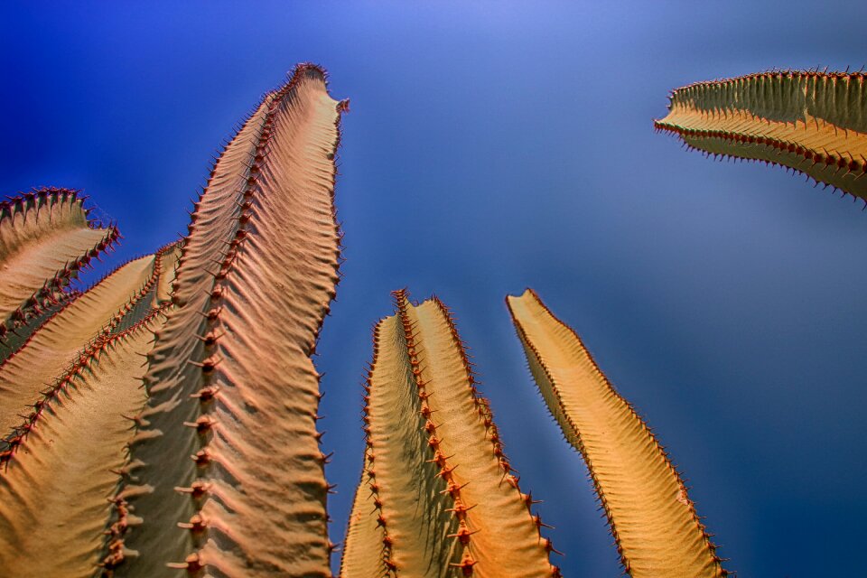 Column cactus prickly columnar cacti