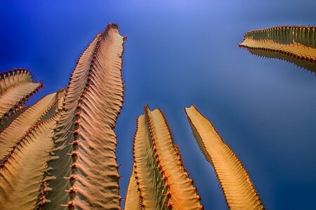 Column cactus prickly columnar cacti photo