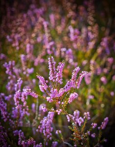 Flowers pink heather photo