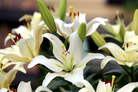 Plant no one lily
