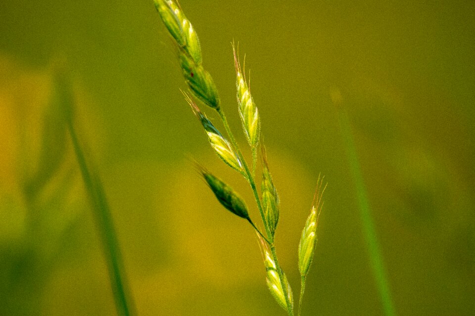 Green grass high grass plant