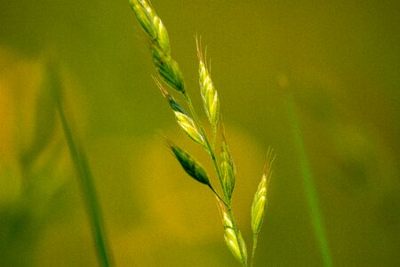 Green grass high grass plant