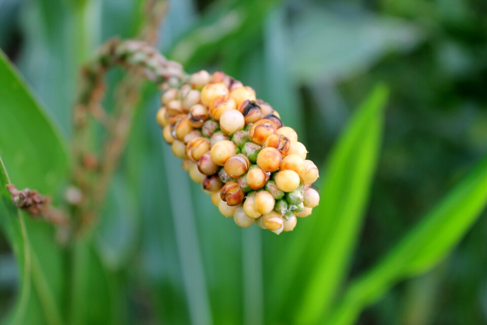 Vegetables bio nature