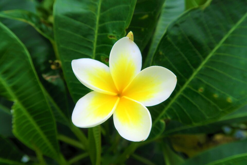 Plant garden white