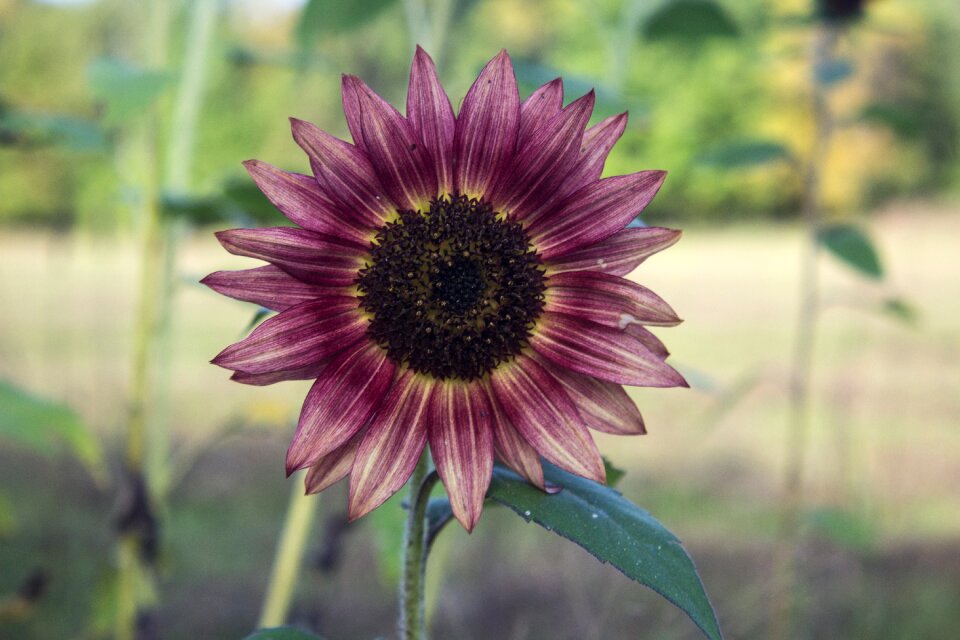 Flower floral botanical photo