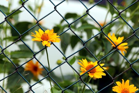 Summer outdoors fence
