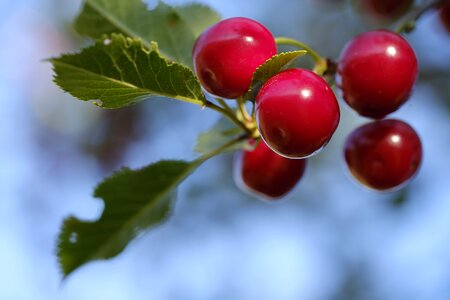 Fruit stone fruit pome fruit