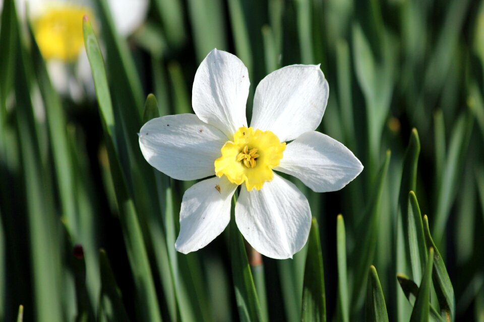 Garden spring spring flowers