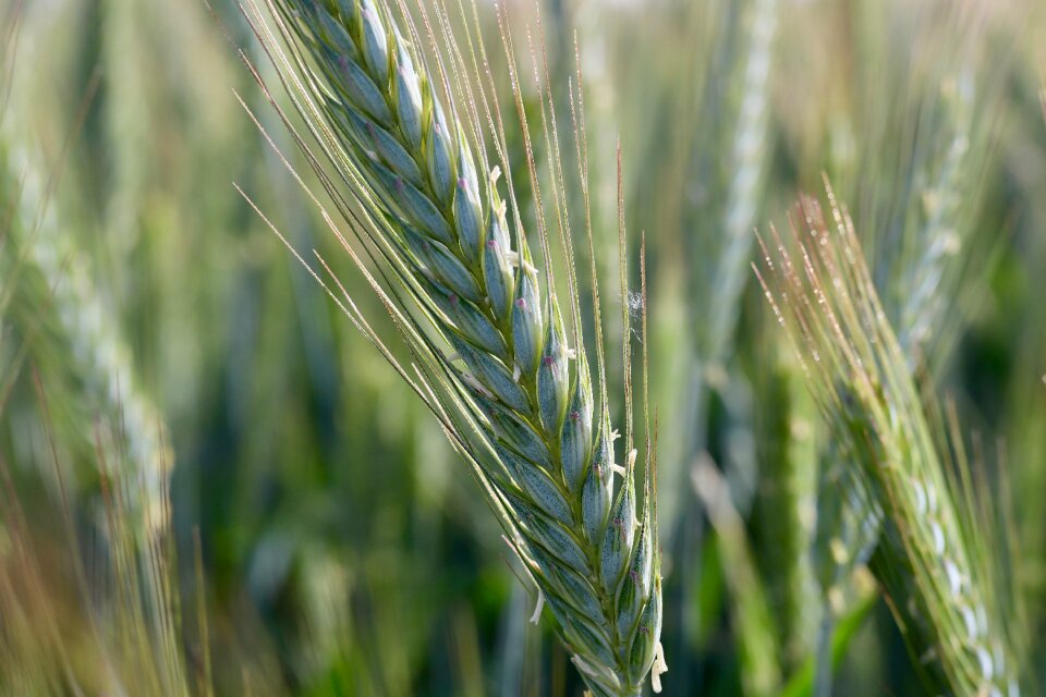 Ear wheat cornfield