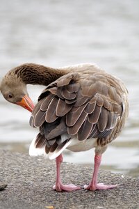 Nature animal water
