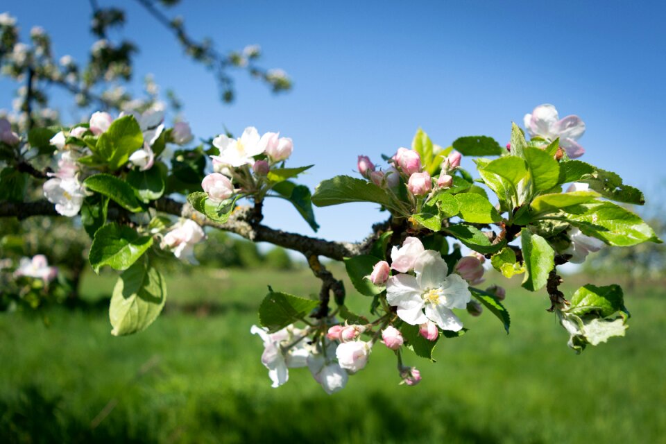 Bloom fruit branch photo