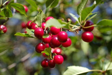Fruit stone fruit pome fruit