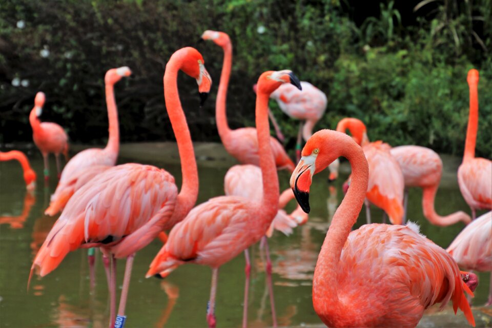 Beak pen water