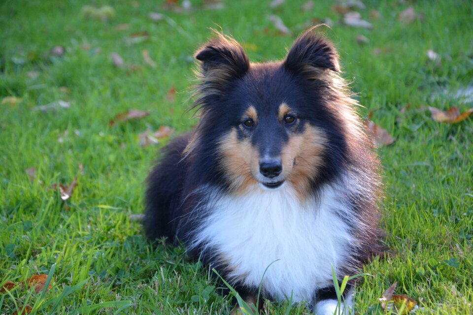 Shetland sheepdog color tri-color adorable