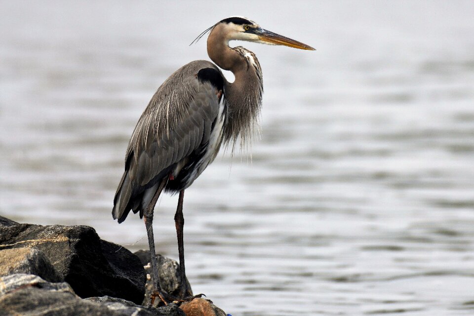 Florida sea atlantic