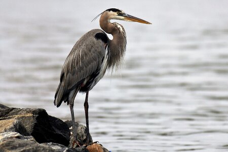 Florida sea atlantic