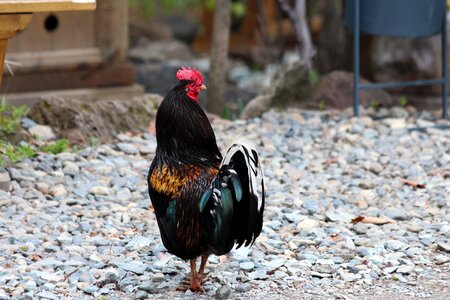 Poultry pen animals photo