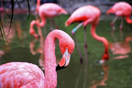 Exotic pond group
