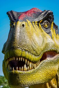 Dinosaur rex teeth photo