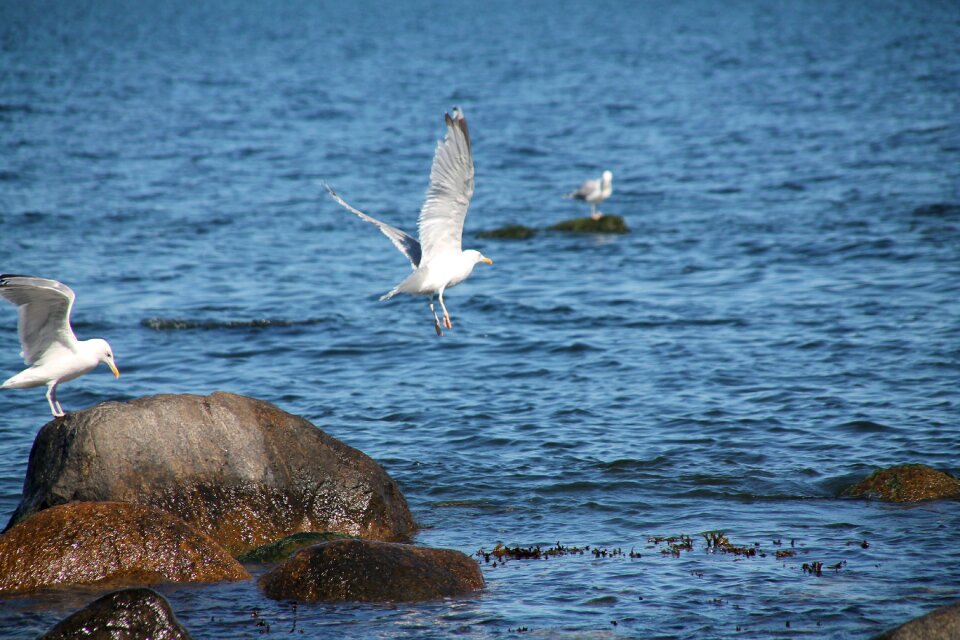 Seagull birds water bird