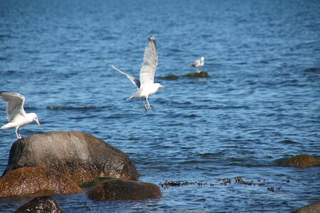 Seagull birds water bird