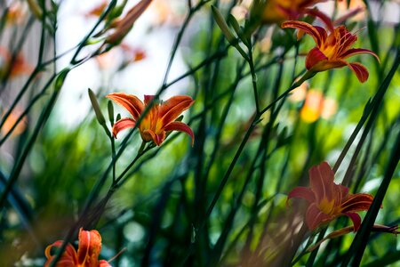 Bloom petals garden photo