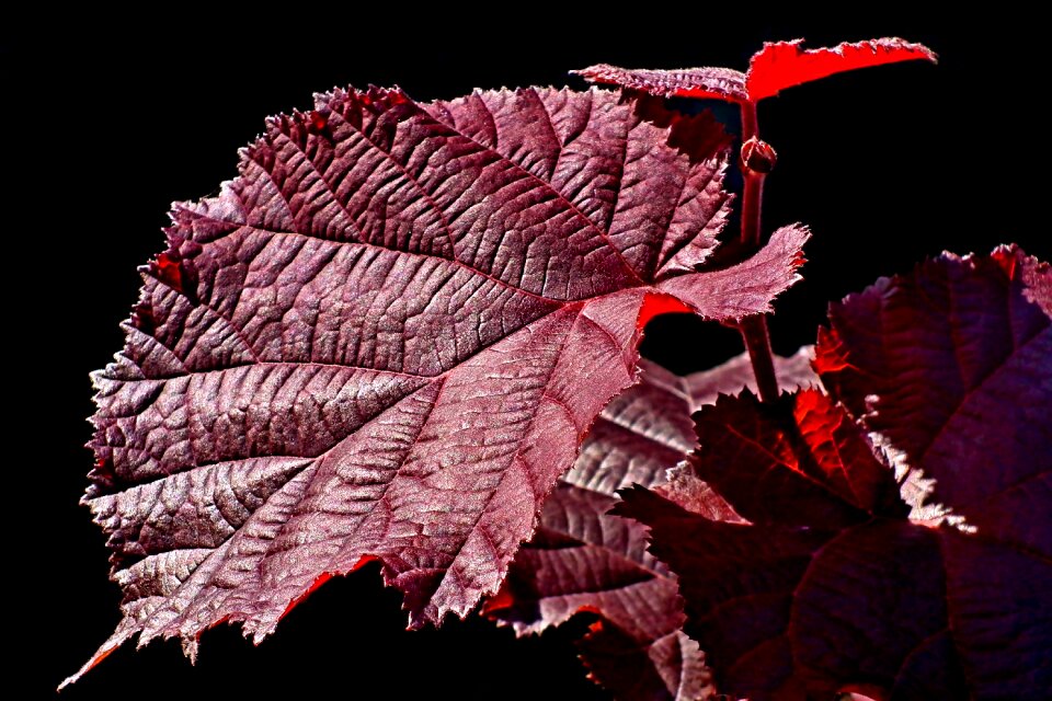 Garden nature colored