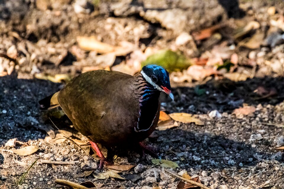 Blue-headed quail-dove endemic birding photo