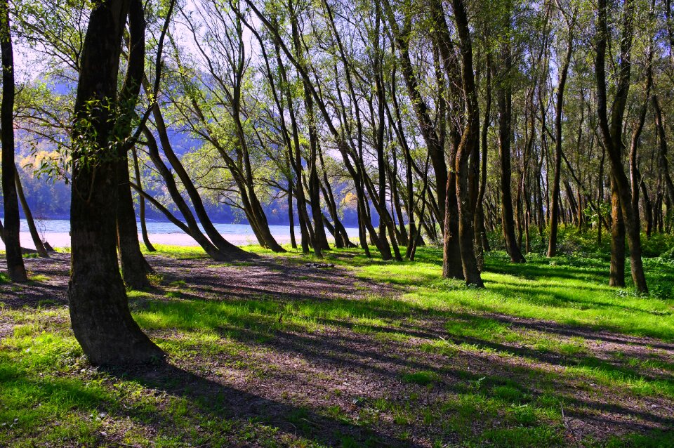 Danube nature trees
