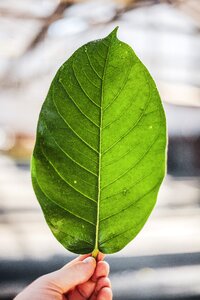 Plant leaves green