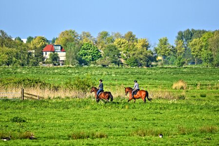 Horse riding horse riding photo